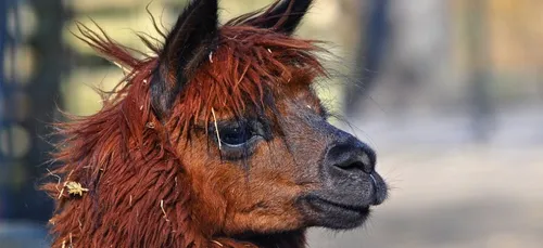 Le Mans : une naissance à l'Arche de la nature !