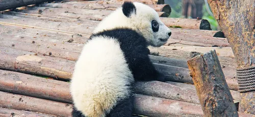 Zoo de Beauval : entrée gratuite pour l'anniversaire du bébé panda !