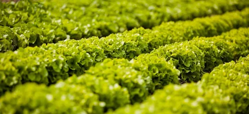 McDonald’s : plusieurs enseignes concernées par la contamination à...