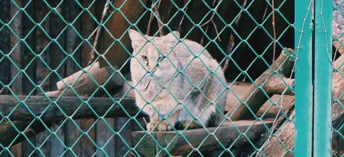 Yonne : nouvelle suspicion de maltraitance animale