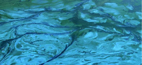 Maine-et-Loire : les algues bleues sont de retour !