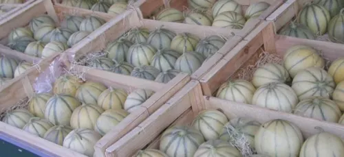 Arnaques sur l’étiquette : le melon charentais ne vient pas… de...