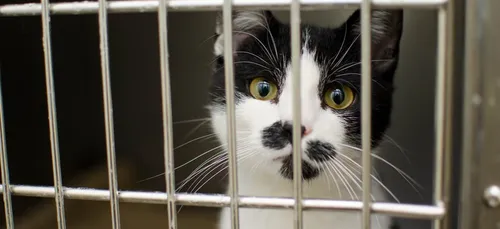 Yonne : solution trouvée entre les défenseurs et la propriétaire...