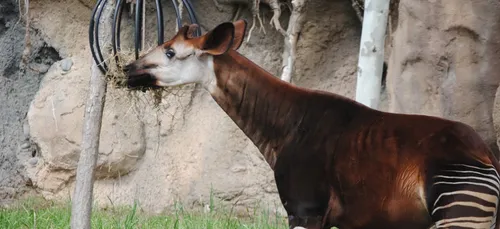 ZooParc de Beauval : un petit okapi est né ! (photo)