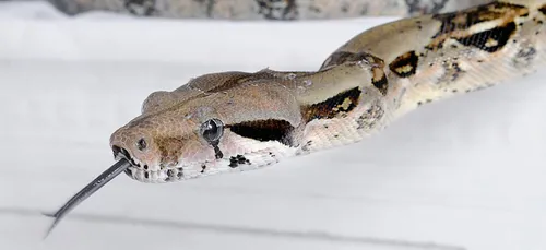 Le Mans : un boa retrouvé en pleine rue, aux Sablons !