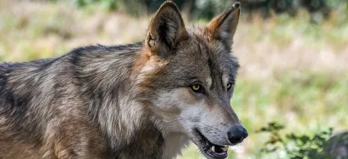 Bourgogne : il y a bien des loups dans la région !