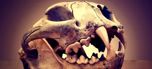 Yonne : un crâne de lion saisi dans une brocante