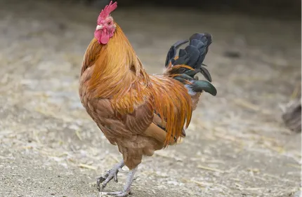 Bourgogne : des poules pour réduire les déchets