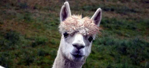 Allier : un lama se balade dans un champ
