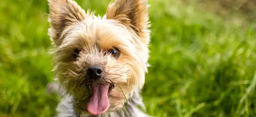 Angers : un chien parcourt 380 kilomètres !