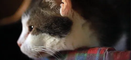 Sarthe : un robot-chat pour les personnes âgées !