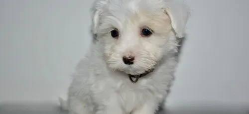 Saumur : une plainte déposée contre un tueur de chiot