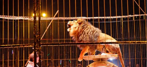 Yonne : la mairie d’Avallon agacée par les mensonges du cirque...