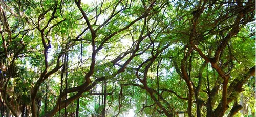 Saran : venez câliner des arbres ce mardi soir !