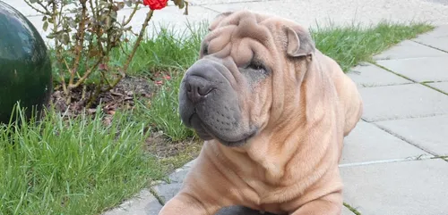 Touraine : deux molosses errants tuent un chien devant sa maîtresse