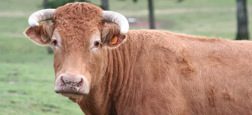 Indre : les vaches limousines sont les reines du weekend