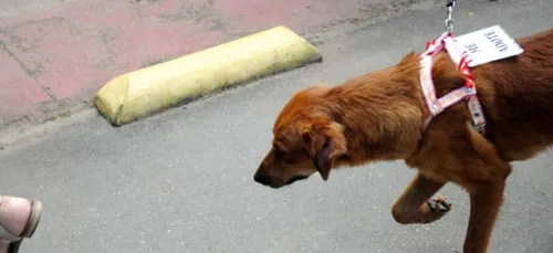 Maine-et-Loire : journée portes ouvertes dans une école de chiens...