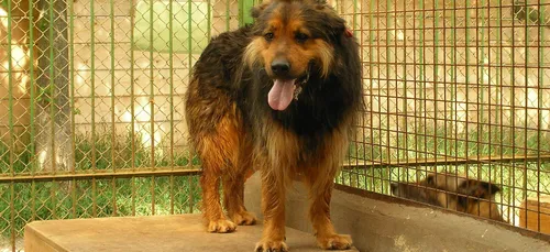 Une enquête lancée après un signalement à la SPA du Centre