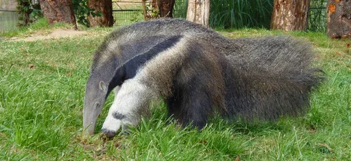 Nouvelle naissance au Zoo de Beauval