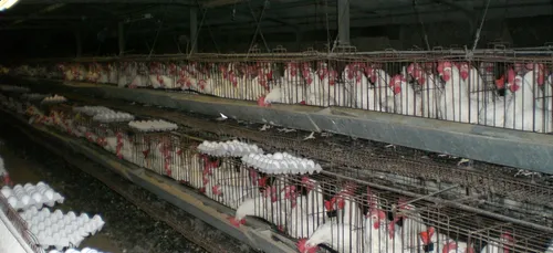 Loiret : des riverains craignent l’arrivée d’une ferme de 39 000...