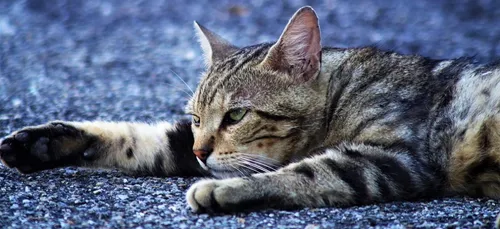 Nièvre : une association prend soin des animaux errants