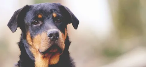 Montargis : il existe un service de protection animale à la mairie