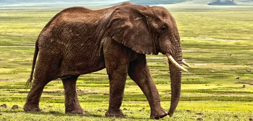 L’homme a fait disparaître plus de la moitié des animaux sauvage en...