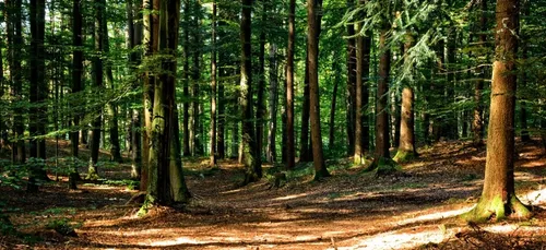 Nous détruisons chacun 352 m2 de forêts par an !