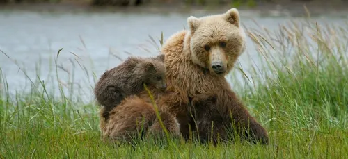 Des petits nouveaux au ZooParc de Beauval ! (vidéo)