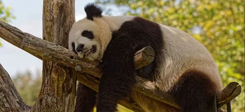 ZooParc de Beauval : encore 170 postes à pourvoir
