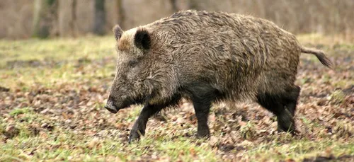 Yonne : il chasse le sanglier de nuit depuis une voiture