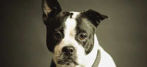 Sarthe : un voleur retrouvé par la gendarmerie grâce à son chien