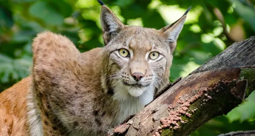 Plus d’un quart des espèces animales sont en danger en France !