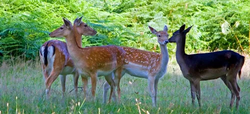 Nièvre : une pétition pour sauver un troupeau de daims menacés...