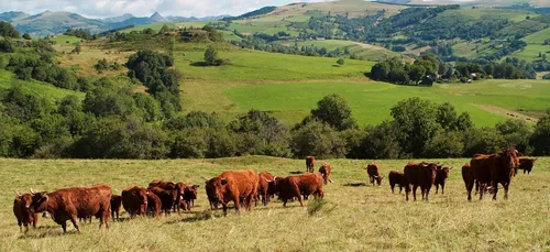 Centre-Val de Loire : la région va aider les éleveurs