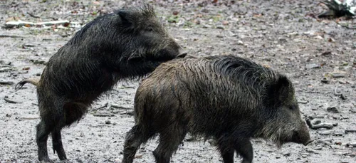 Loiret : les chasseurs appelés à agir contre la propagation de...