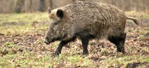 Nièvre : les battues de sangliers intensifiées