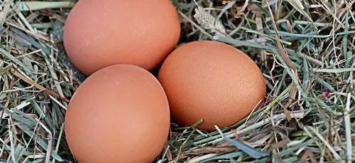 Sarthe : il pénètre dans le poulailler et piétine 8 000 œufs