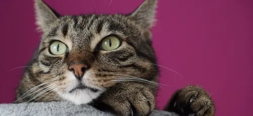 Saône-et-Loire : la plus grande SPA du département est en danger !