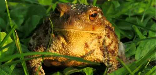 Angers : des bénévoles sont recherchés pour s’occuper d’un «...