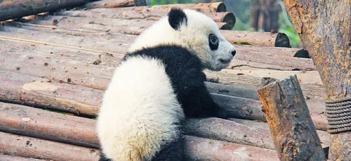 Zoo de Beauval : le parc en lice pour les Giant Panda Awards !
