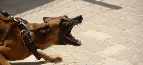 Ballan-Miré : un arrêté pris afin de lutter contre la divagation...