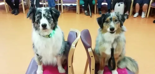 Yonne : médiation et bien être avec l’institut de zoothérapie...