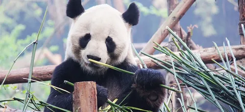 Le ZooParc de Beauval à nouveau récompensé pour ses pandas !