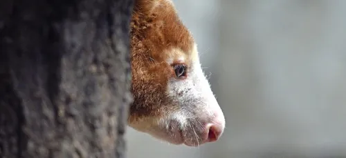 ZooParc de Beauval : des petits nouveaux dans la serre australienne...