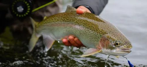 Sarthe : l’ouverture de la pêche à la truite, c’est demain !