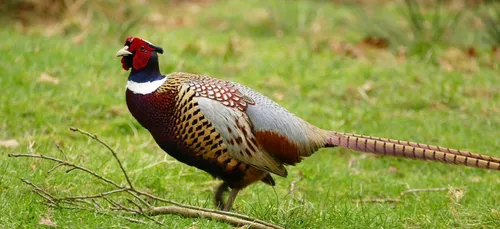 Nièvre : 17 chasseurs réalisent un braconnage hors norme