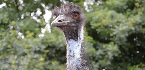 Cher : mais à qui appartient cet émeu ?