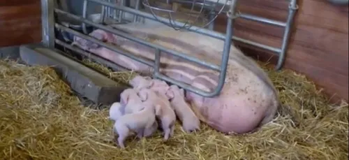 Le Mans : naissances en chaîne à l'Arche de la Nature