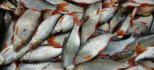 L’association L214 se mobilise à Angers et Bourges  contre la pêche